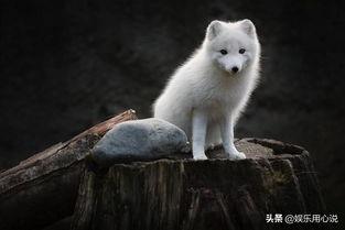 日韩色视频白狐视频,揭秘网络色情内容的暗流涌动