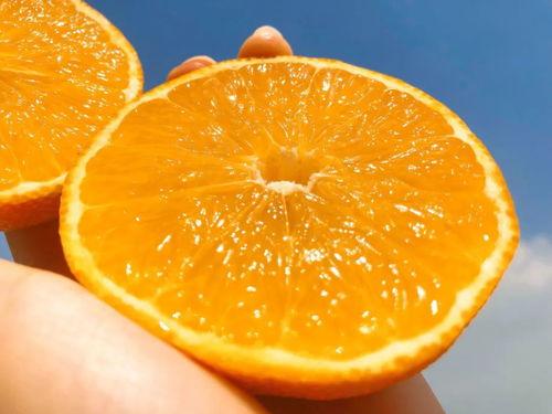 橙子视频日韩网,探索日韩文化的魅力窗口